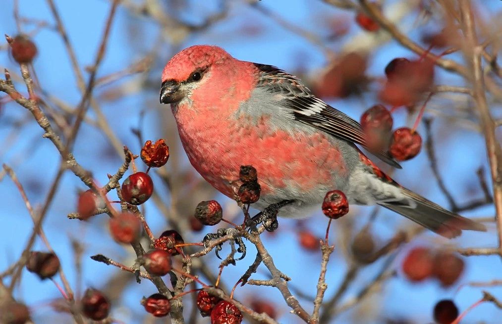 'Superflight' of boreal birds brings banner year for birdwatchers - Vimarsana News