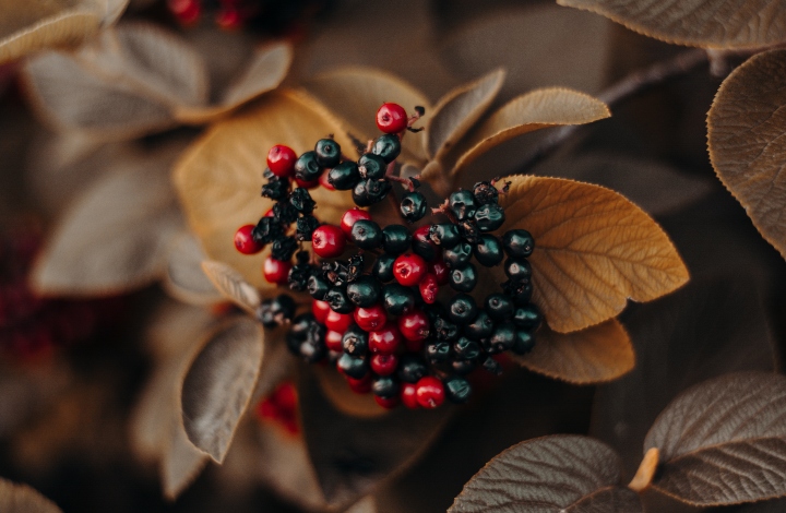 Indigenous Cuisine and Native Food Sovereignty - Vimarsana News