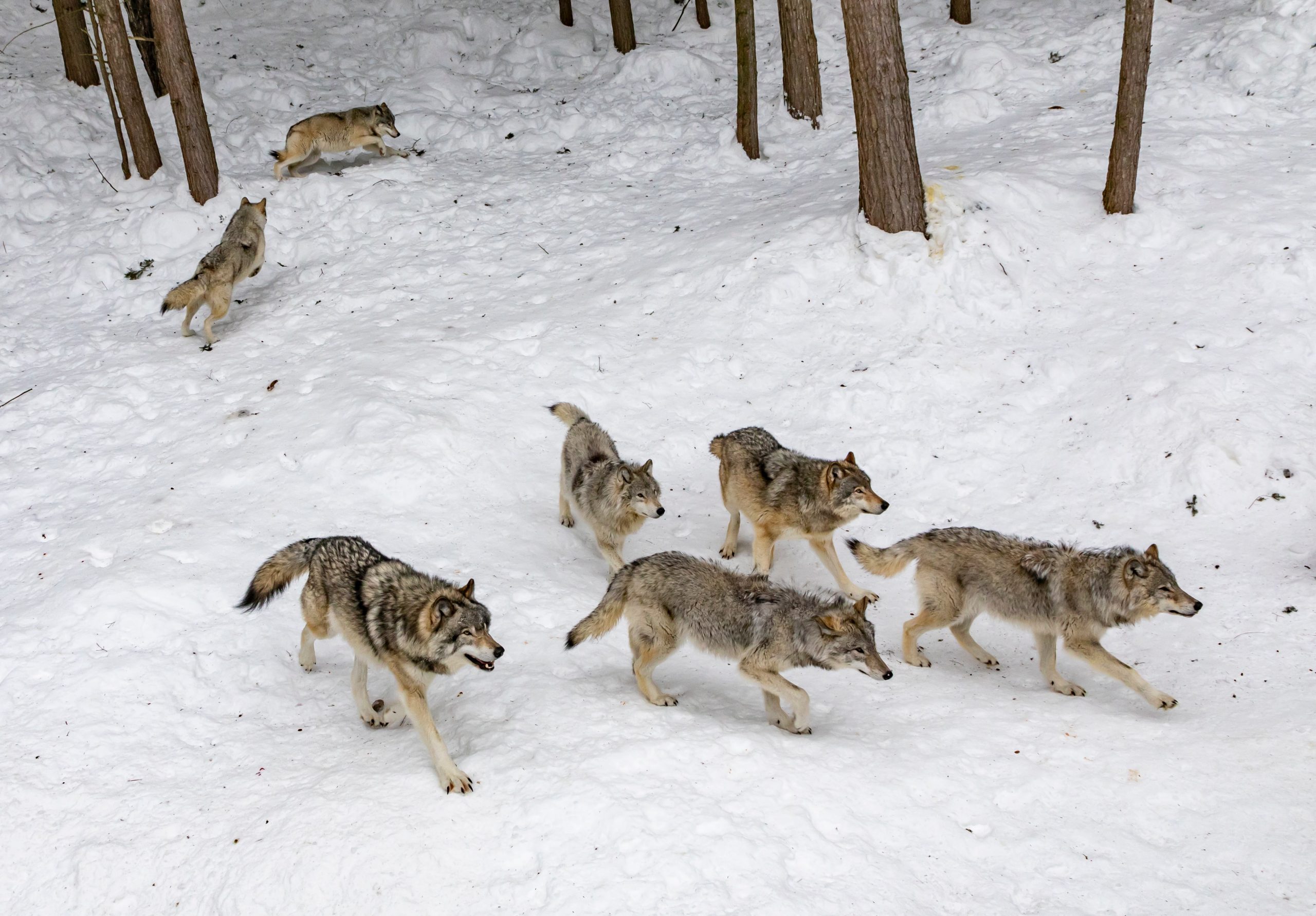 After court order, Wisconsin to hold wolf hunts this month - Vimarsana News