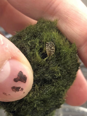 Wisconsin DNR issues order to dispose of aquarium moss balls - Vimarsana News