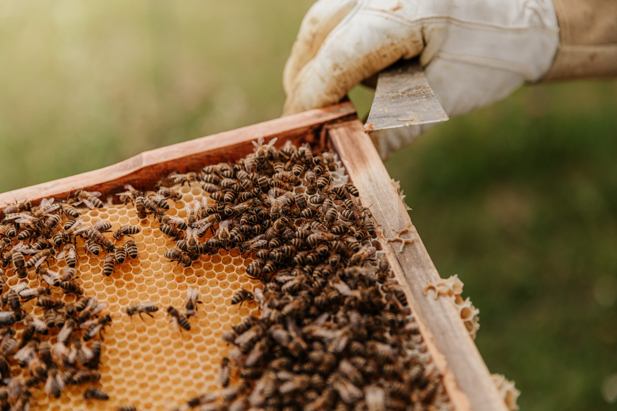 City of Madison Engineering Division Acquires Their First Ever Beehives - Vimarsana News