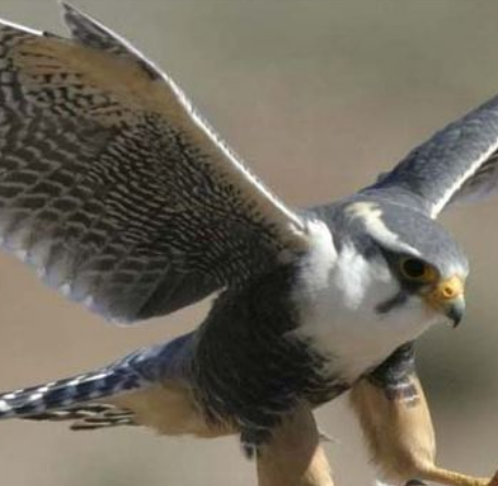 Perugrine Peregrine Forum hosts local Ukraine Discussion - WORT-FM 89.9