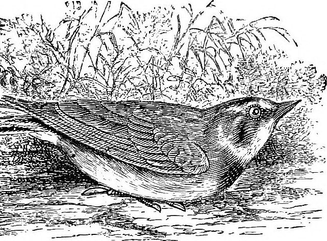 Biodiversity Loss is the Local Face of the Climate Crisis